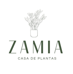 Zamia Casa De Plantas